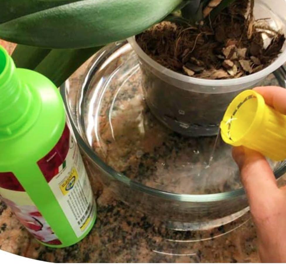 Plant Regrow